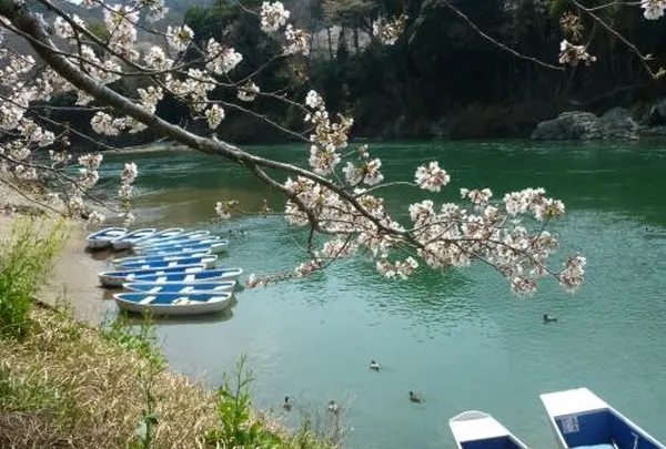 ボートから見る桜も…