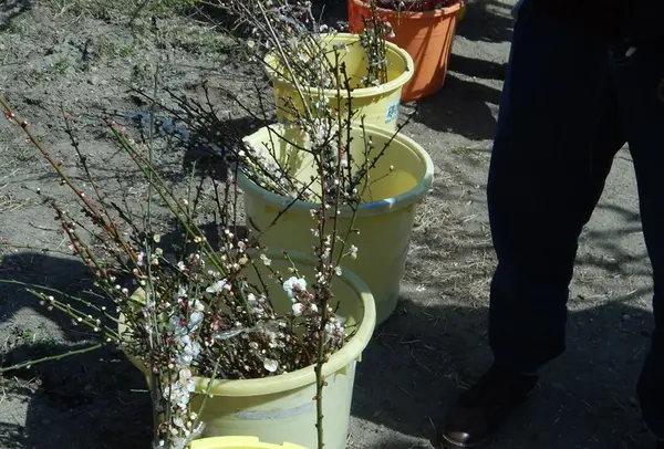 梅の花をおすそ分け