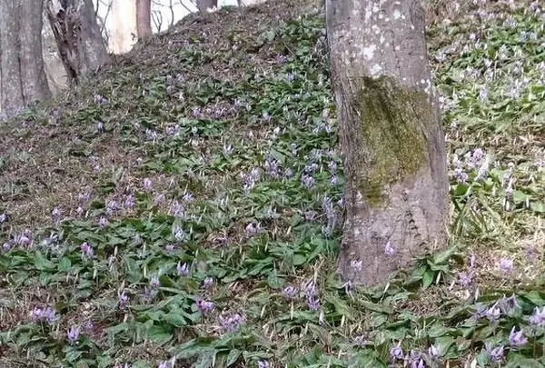 香嵐渓カタクリ群生地