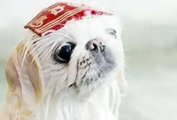 ＤｏｇＰｅｔｉｔＲｅｓｏｒｔＪＯＫＥＲ綱吉の湯
