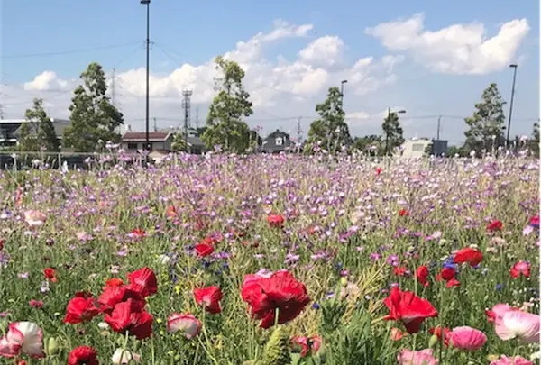 5月　花と緑の広場　ポピー　ムギナデシコ