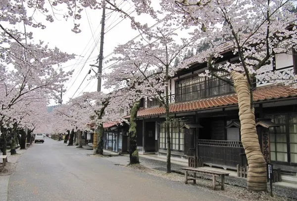 がいせん桜通りの写真・動画_image_27077