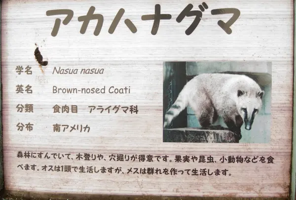 アカハナグマ