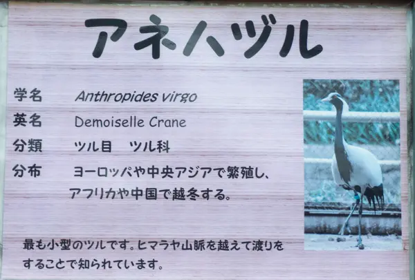 アネハヅル