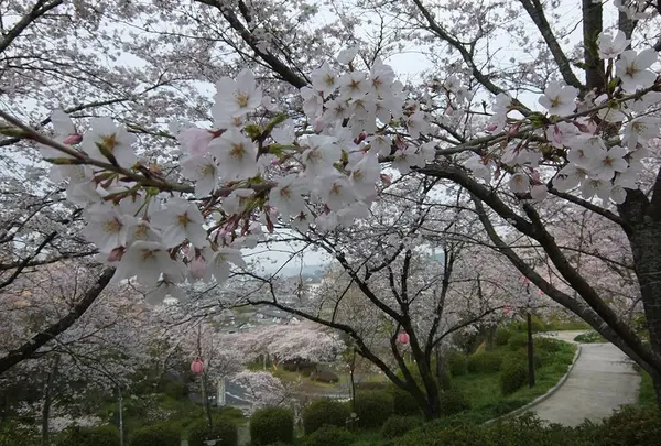 菊池公園一帯
