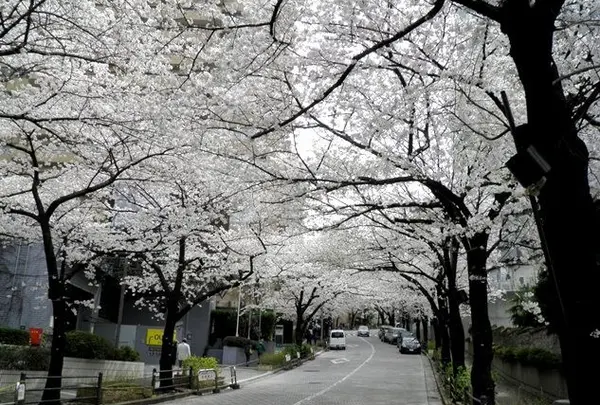 アークヒルズ裏に続く桜