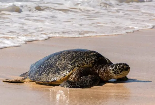 ハレイワ・アリイ・ビーチ・パーク