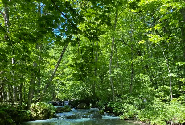 奥入瀬渓流　　の写真・動画_image_669743