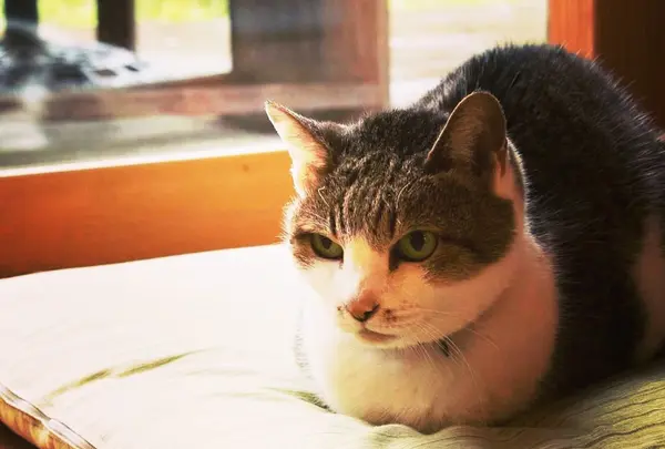 カフェ山猫軒