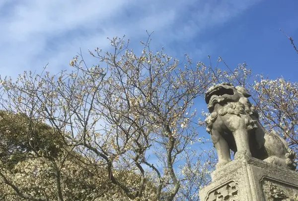 狛犬と桜