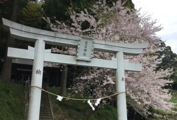 八幡神社から見える 桜並木の写真・動画_image_174385
