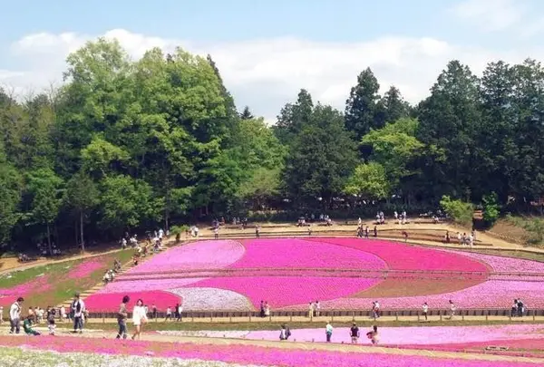 羊山公園の写真・動画_image_127356
