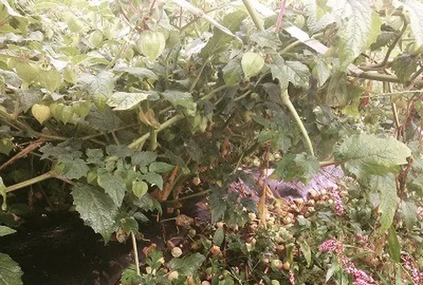 オススメの食用ホウズキ