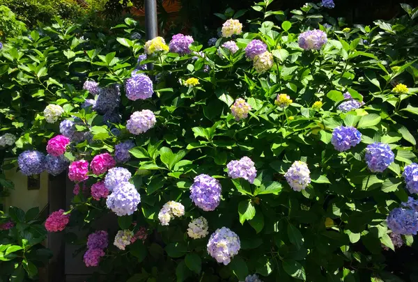 色とりどりの紫陽花