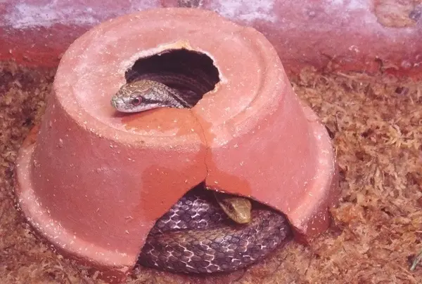 シマヘビ
