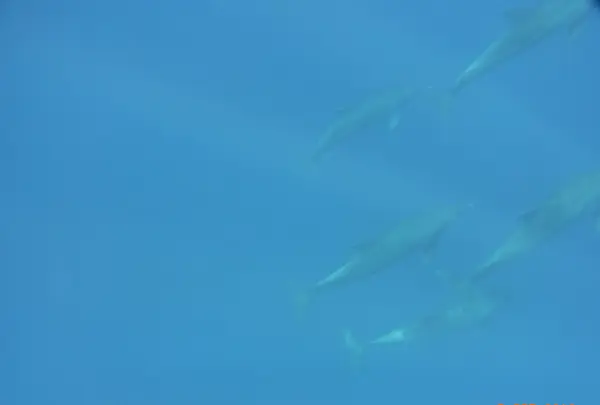 水中でイルカの大群をパシャ