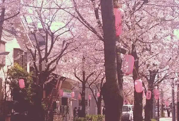 西小山桜並木通り