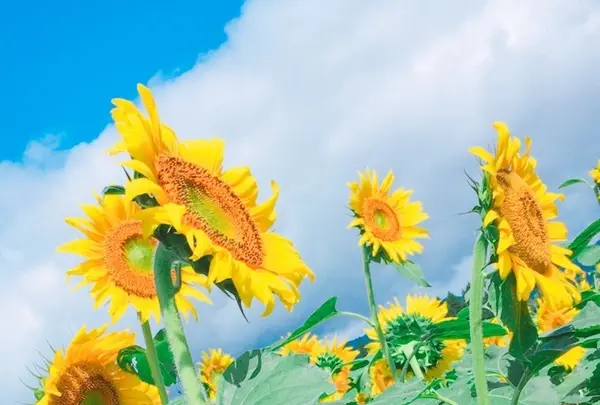 津南ひまわり広場の写真・動画_image_156113