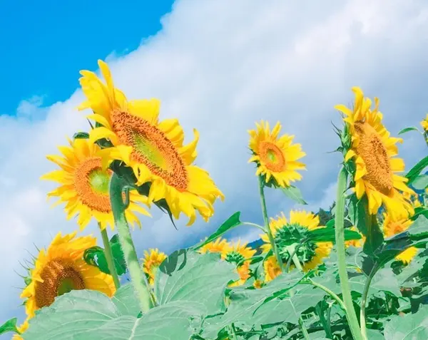 4つの畑で順々に開花していきます