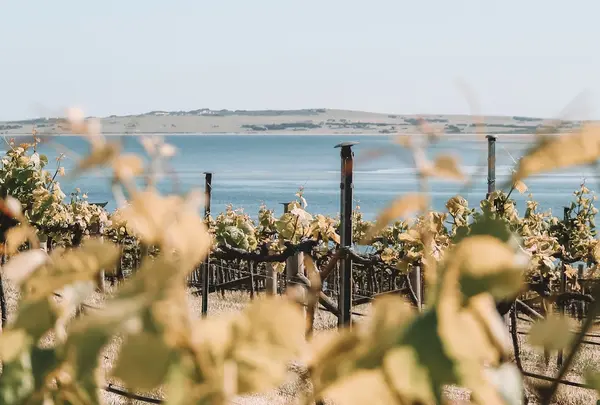 Bay of Shoals Wines