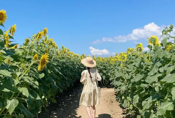 ひまわり村