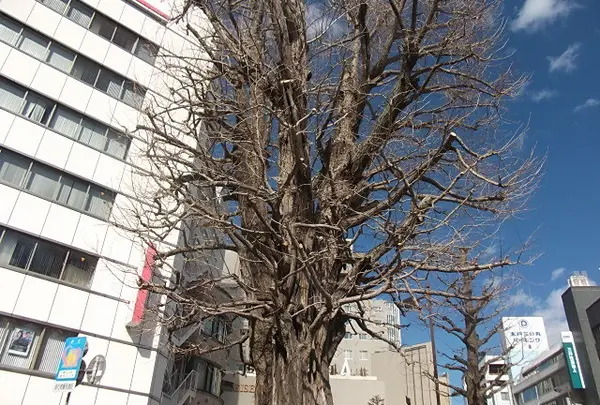 大銀杏の木