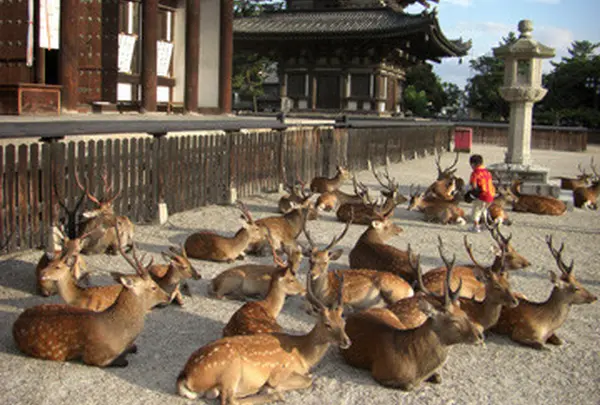 奈良公園