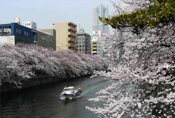 大岡川の写真・動画_image_301329