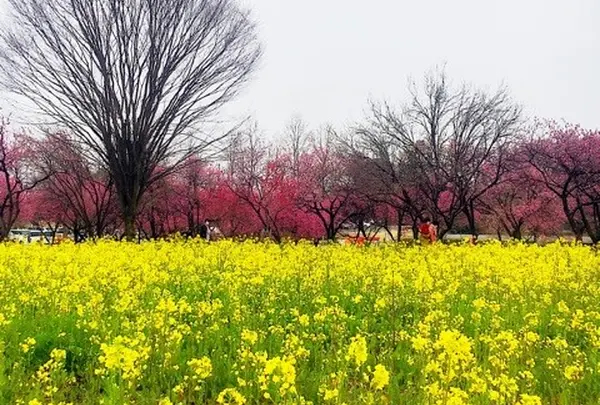 古河総合公園