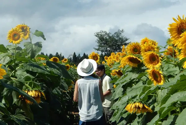 津南ひまわり広場の写真・動画_image_152959