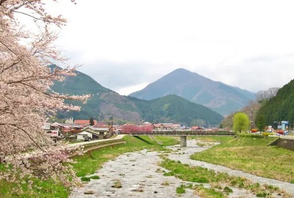 がいせん桜通りの写真・動画_image_27073