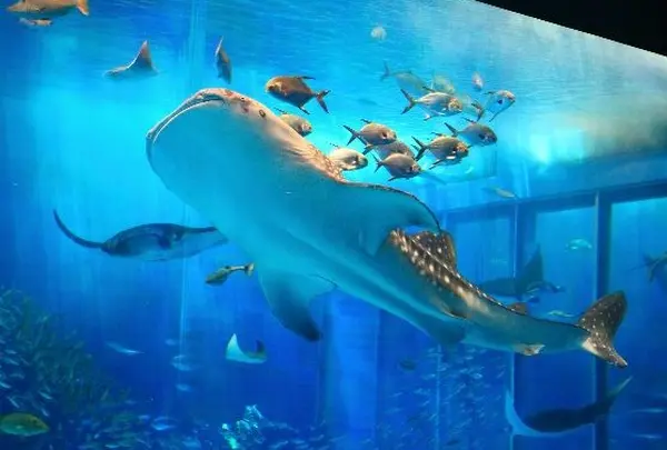 沖縄美ら海水族館