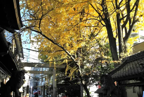 堂々とした大銀杏