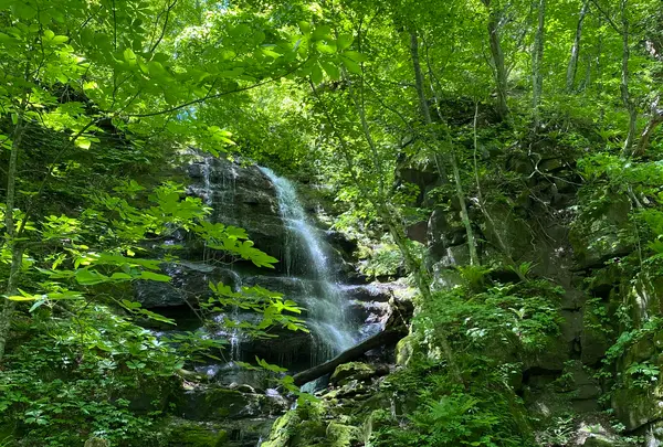 奥入瀬渓流　　の写真・動画_image_670979