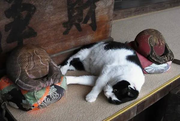 住職猫がお出迎え
