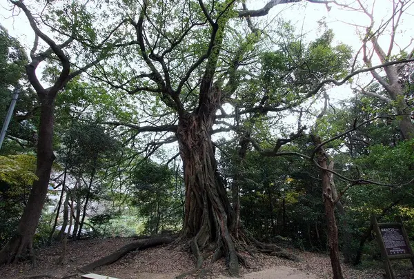 松尾のアコウ自生地