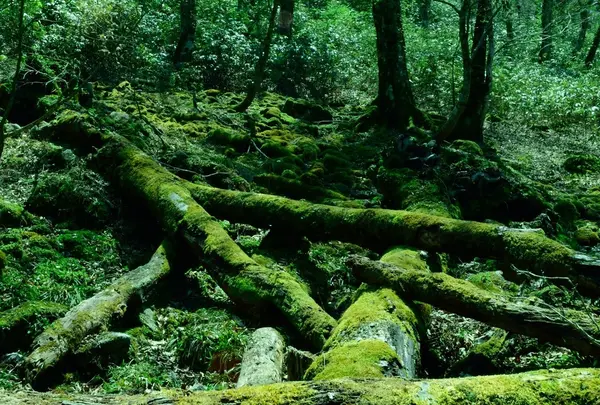 西粟倉村若杉天然林