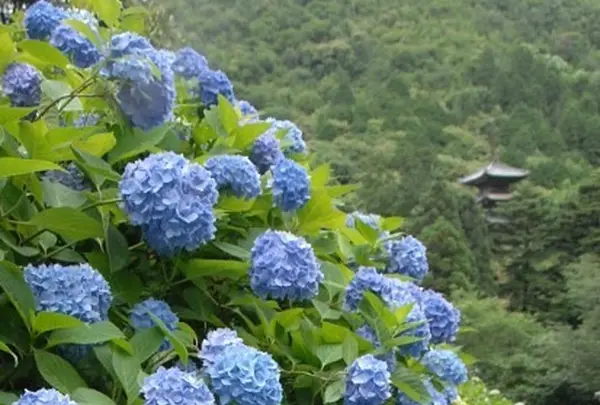 大滝山西法院