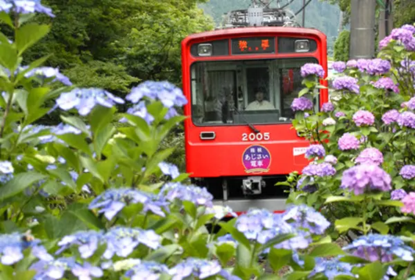 あじさい電車