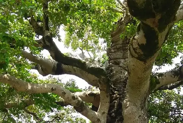 天然記念物・乙訓寺のモチノキ