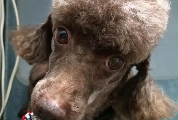 愛犬シャビ