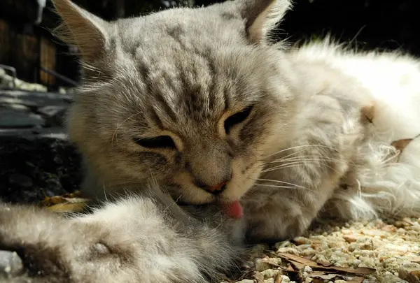 街道の真ん中で猫が寝る