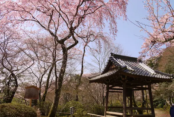 西行桜