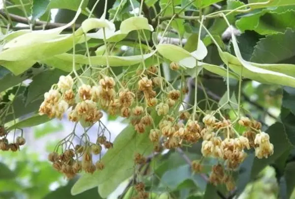 菩提樹の花
