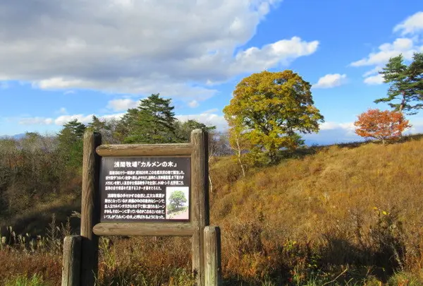 カルメンの木(浅間牧場)