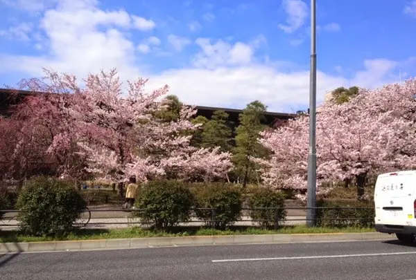 国立劇場を彩る桜