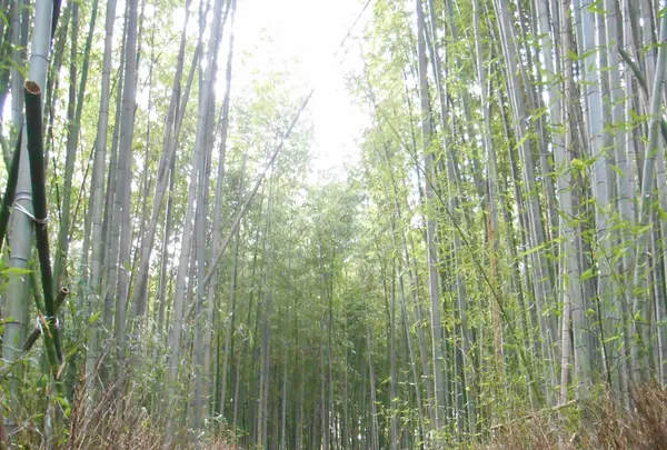 嵯峨野 竹林の道の写真・動画_image_258833