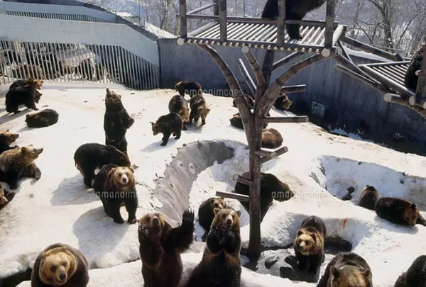 のぼりべつクマ牧場
