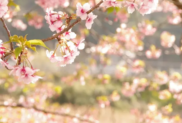 実際に見た川沿いの桜
