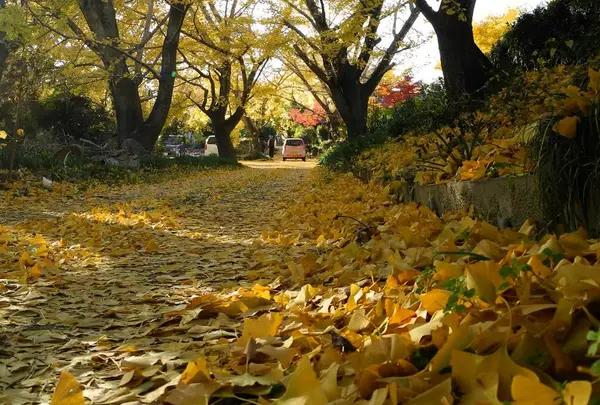 落葉の時期は凄い事になる